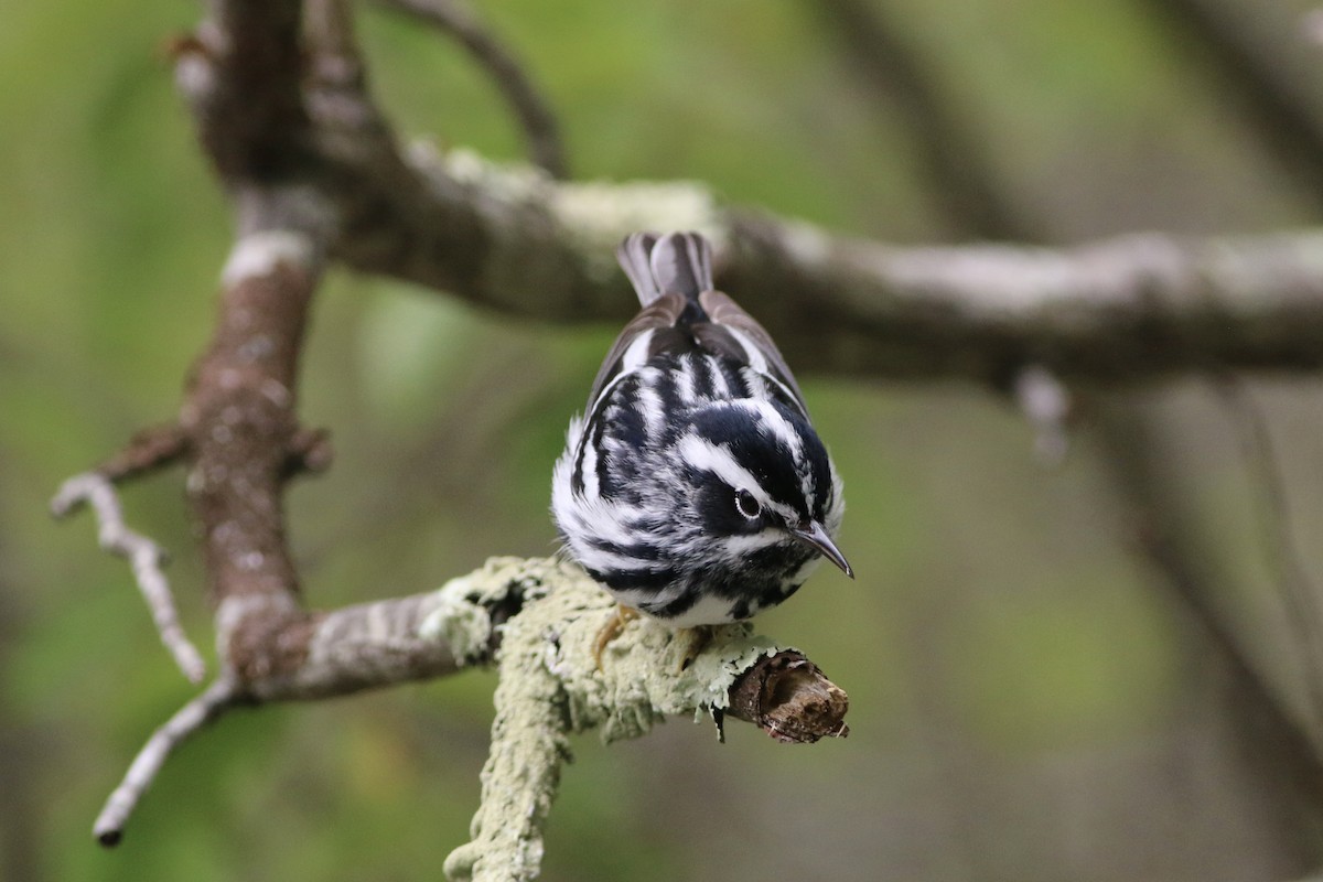 Black-and-white Warbler - ML450404321