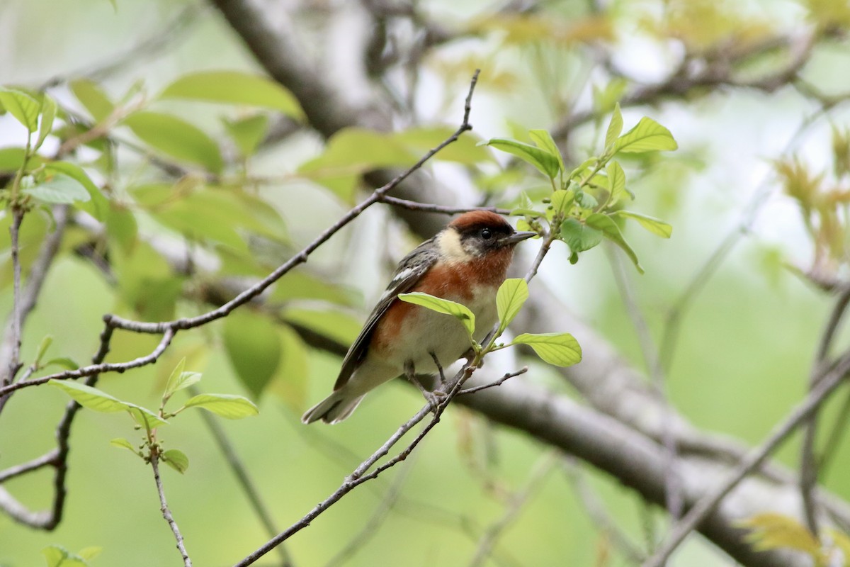 Bay-breasted Warbler - ML450404491