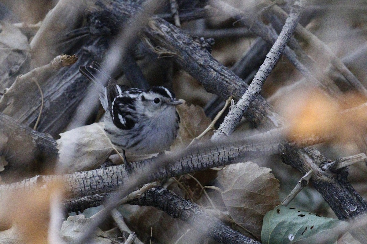 Black-and-white Warbler - ML450406191