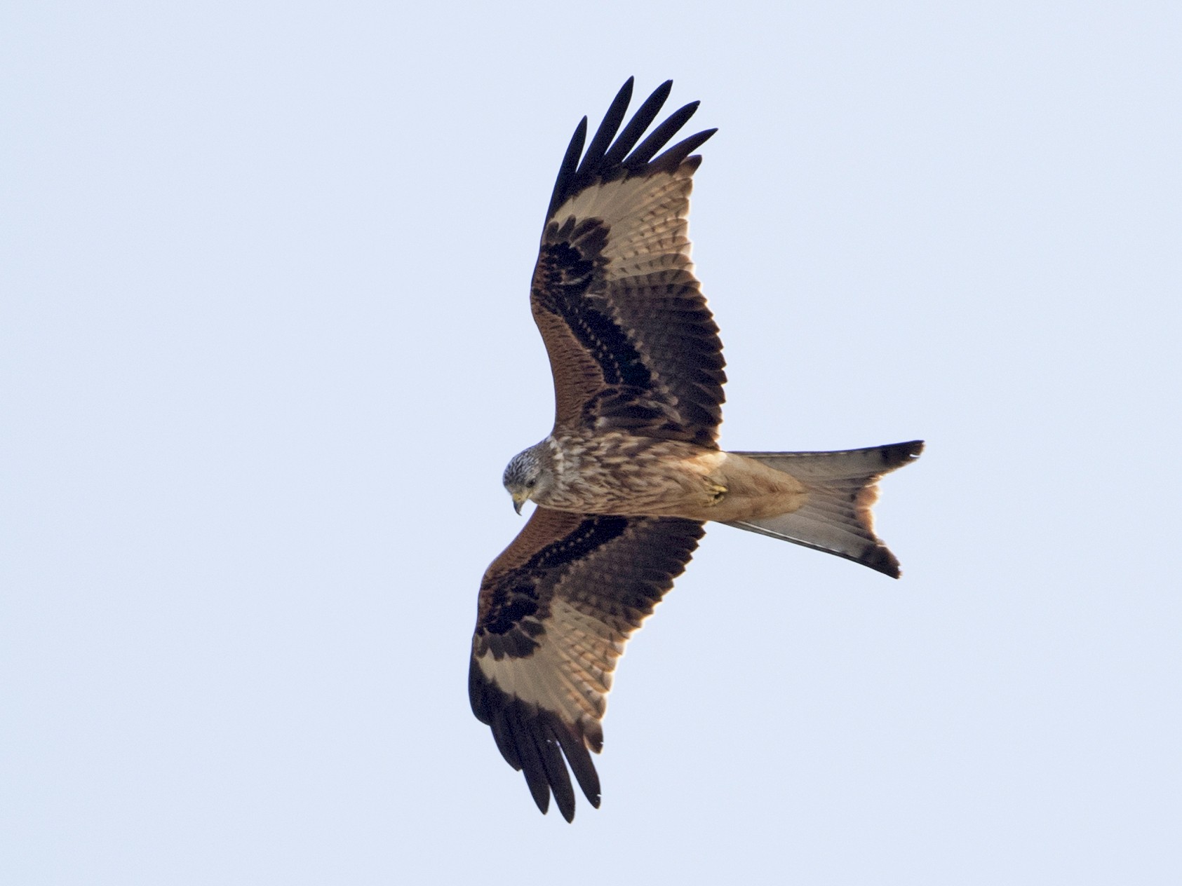 Red Kite Ebird
