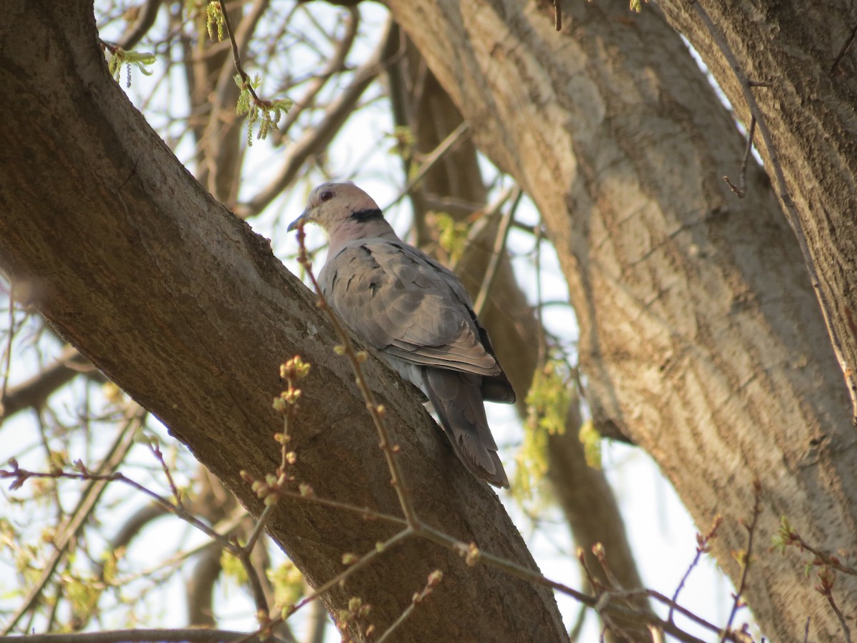 Red-eyed Dove - ML450408041