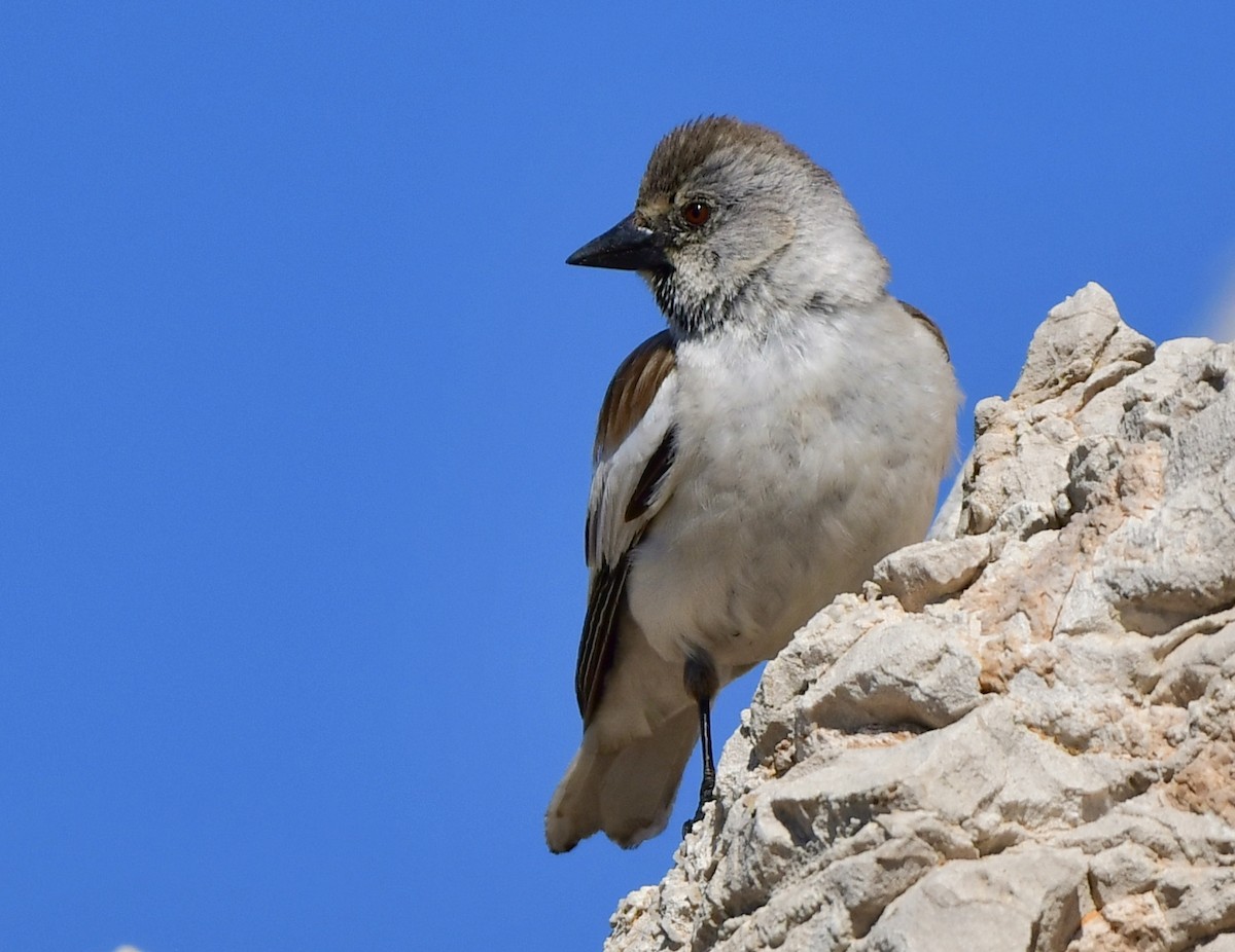 White-winged Snowfinch - ML450408901