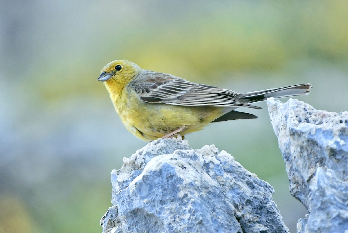 Cinereous Bunting (Yellow-bellied) - Tomáš Grim