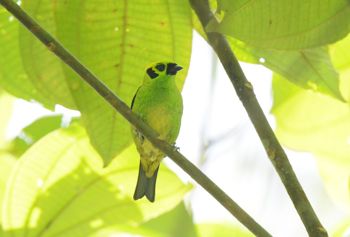 Emerald Tanager - ML450410131