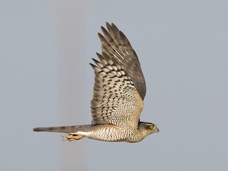  - Eurasian Sparrowhawk