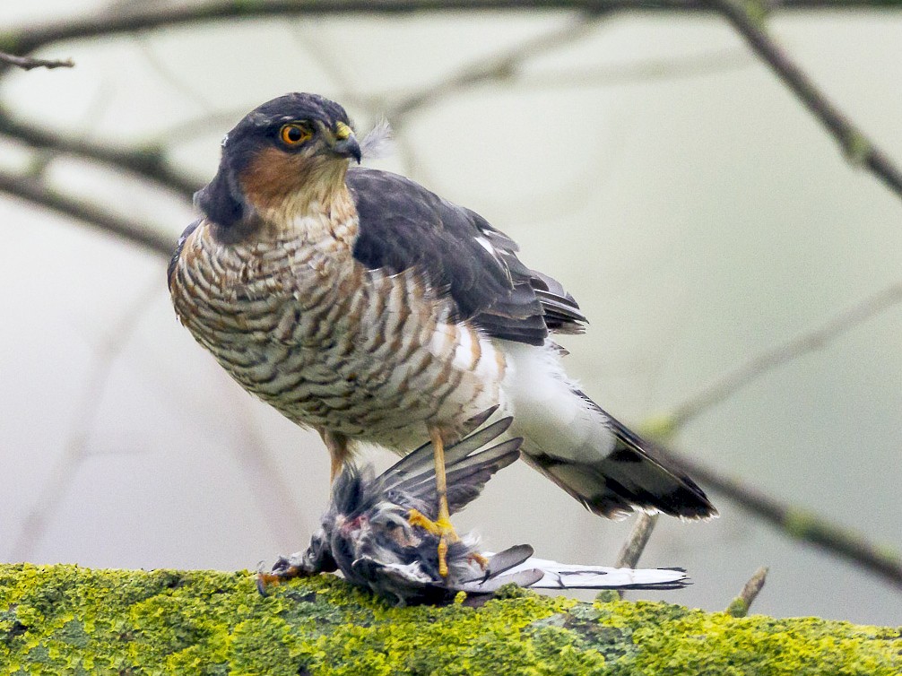 Eurasian Sparrowhawk