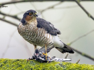 adultes Männchen - Ricardo Rodríguez - ML45041321