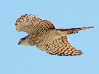 Adult female - Sérgio Correia - ML45041331