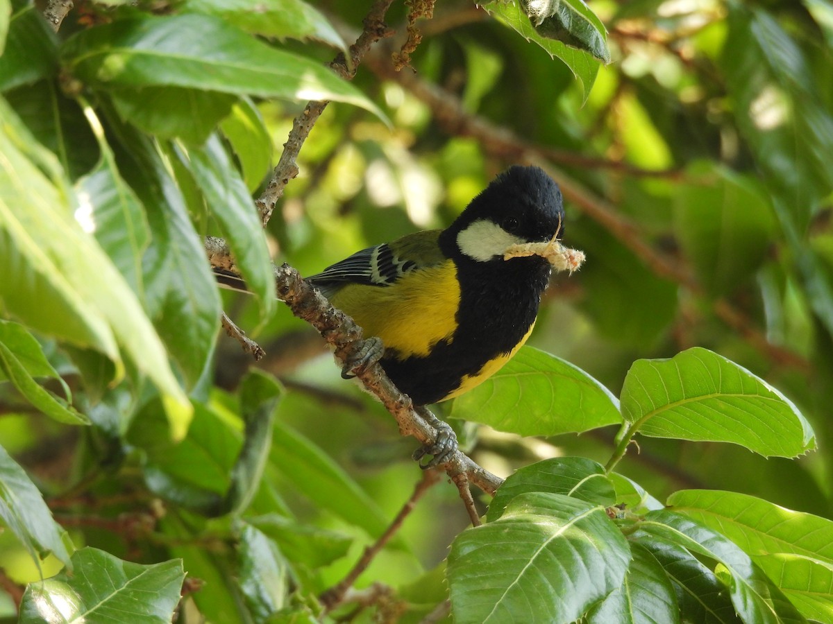 Green-backed Tit - ML450413391