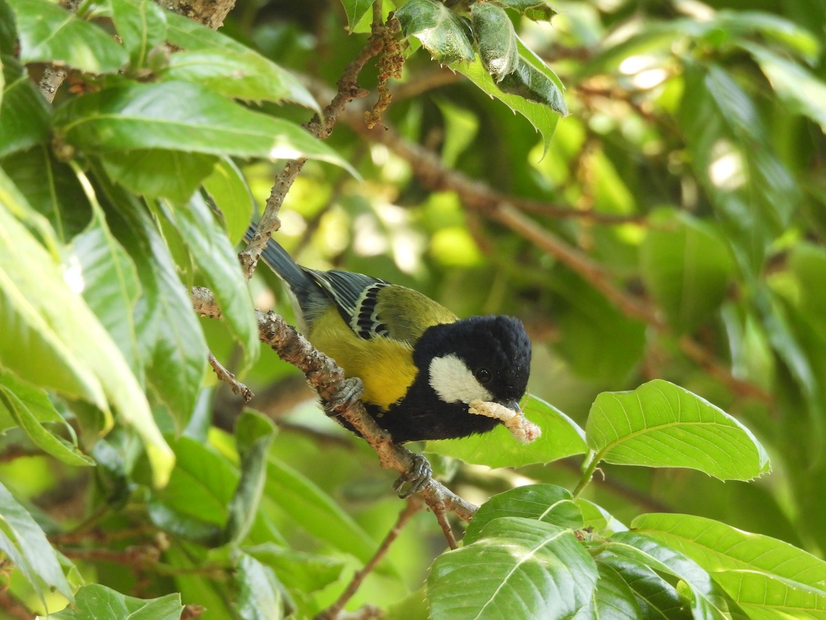 Green-backed Tit - ML450413411