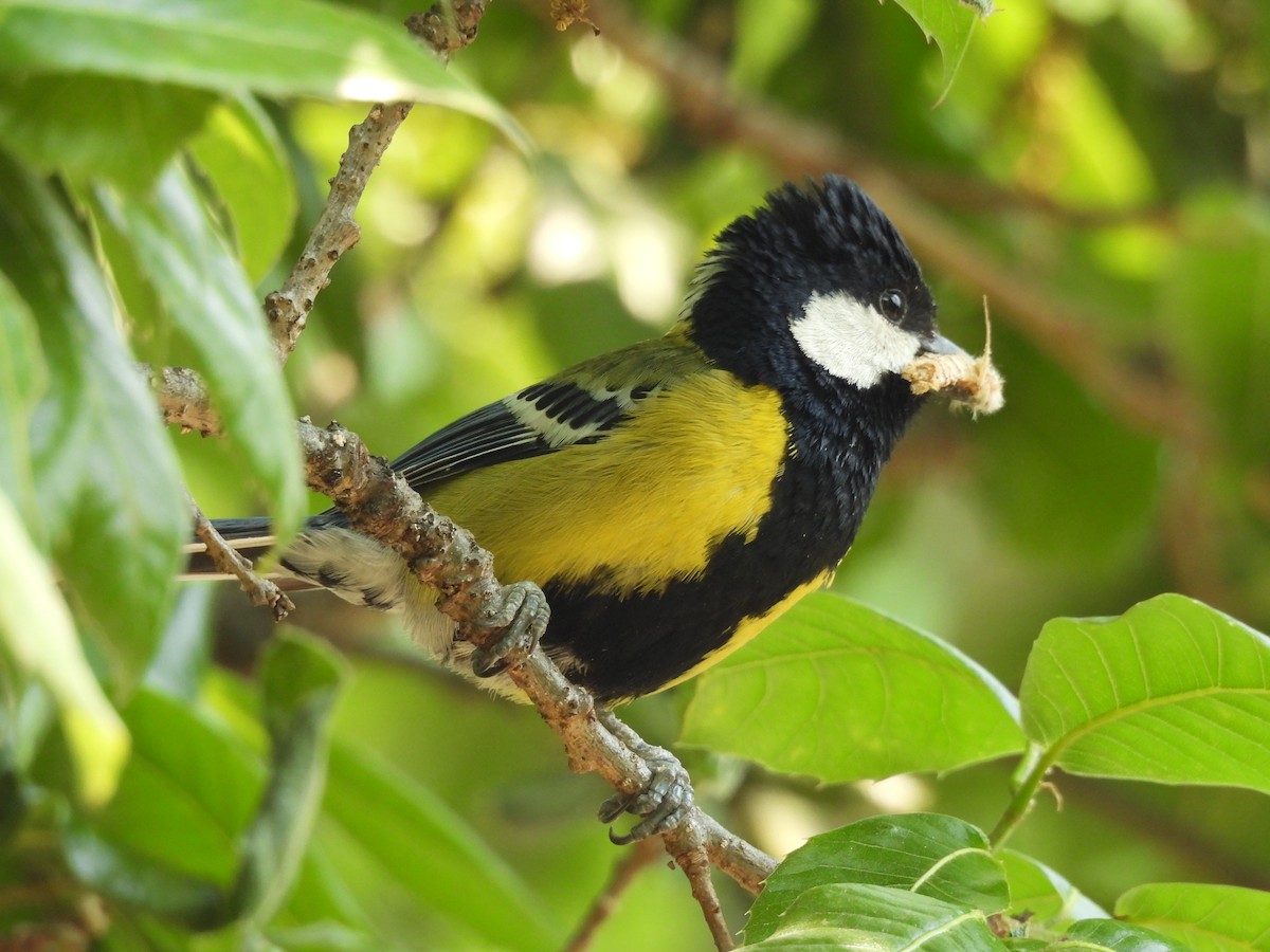 Green-backed Tit - ML450413481