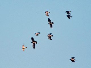 (con Hooded Crows) - Aleksandar Urošević - ML45041351