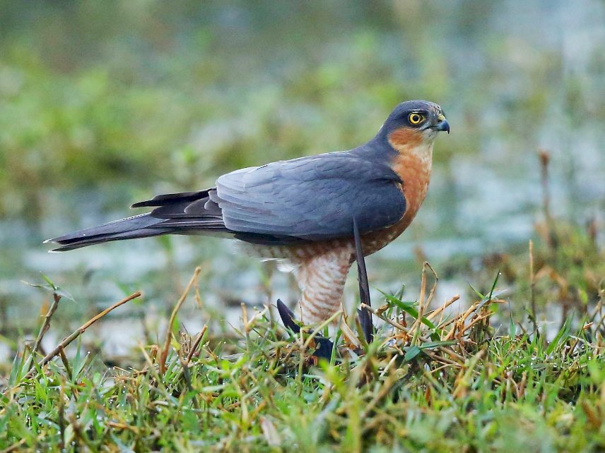 Eurasian Sparrowhawk - Albin Jacob