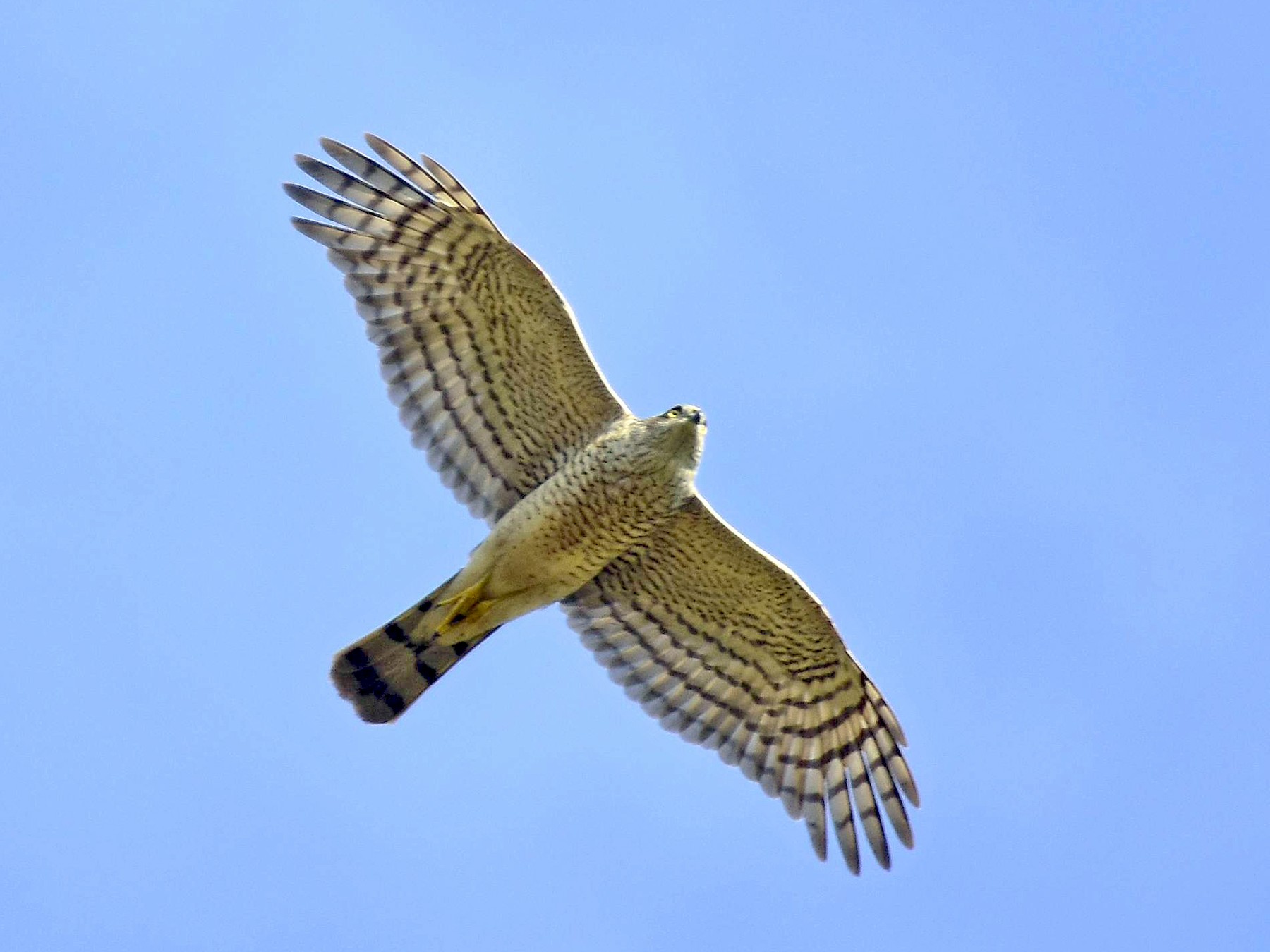 Eurasian Sparrowhawk - eBird