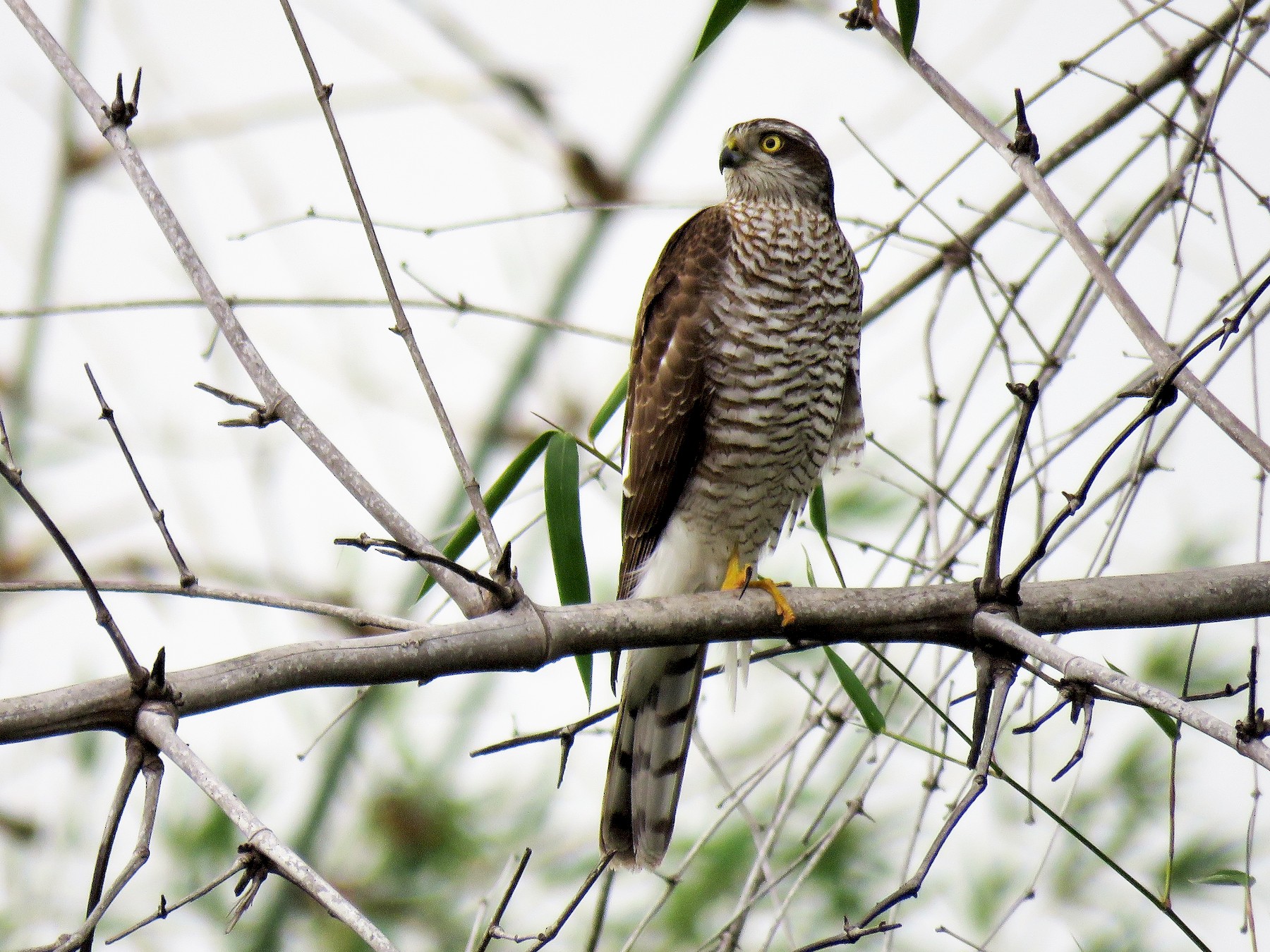 Eurasian Sparrowhawk - Surendhar Boobalan