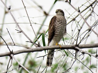 幼鳥 - Surendhar Boobalan - ML45041391