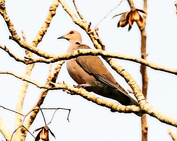 Red-eyed Dove - ML450416501