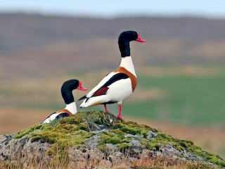 Common Shelduck - eBird