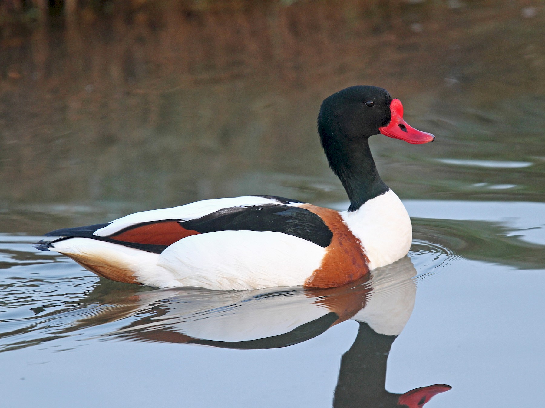 Common Shelduck - eBird