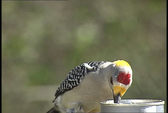 Golden-fronted Woodpecker (Northern) - ML450422