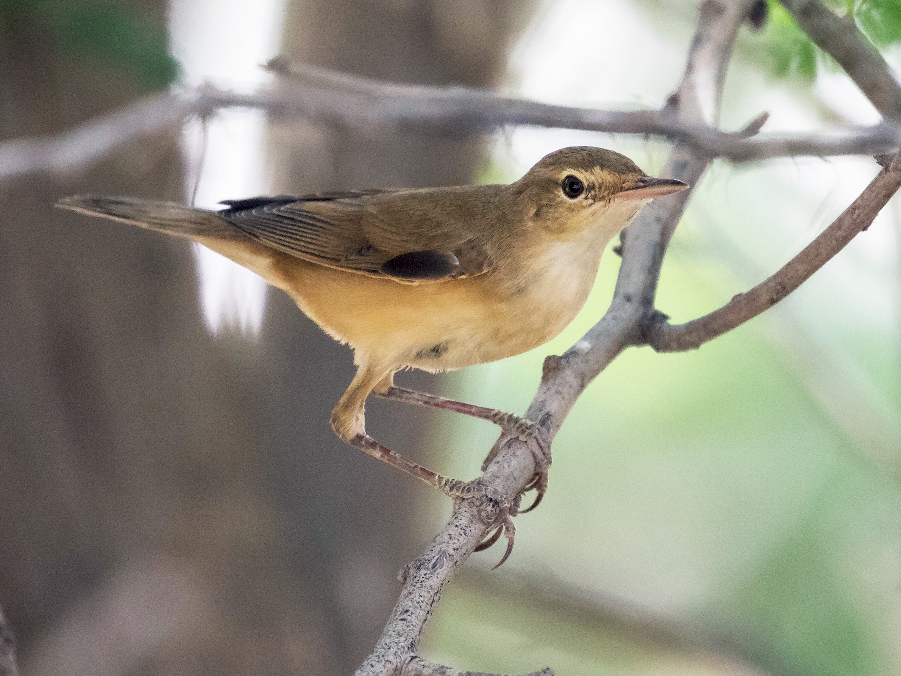 Great Reed Warbler - Markus Craig