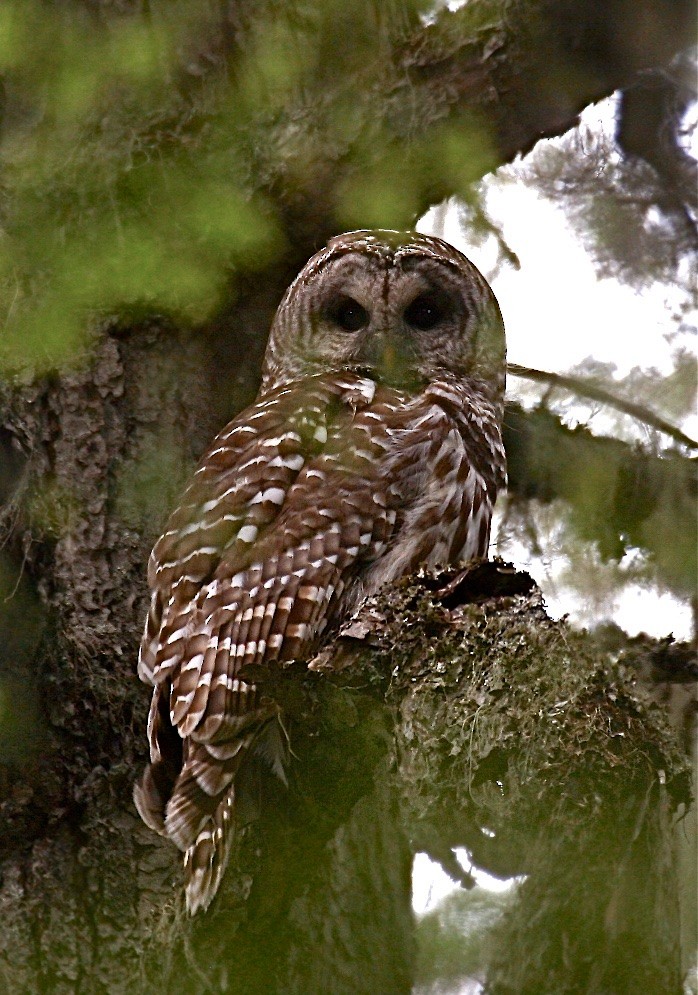 Barred Owl - ML45042881