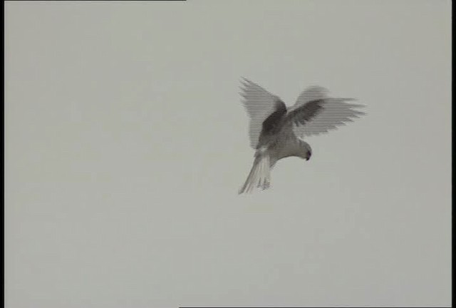 White-tailed Kite - ML450439