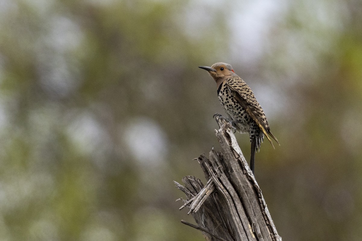 Northern Flicker (Yellow-shafted) - ML450439611