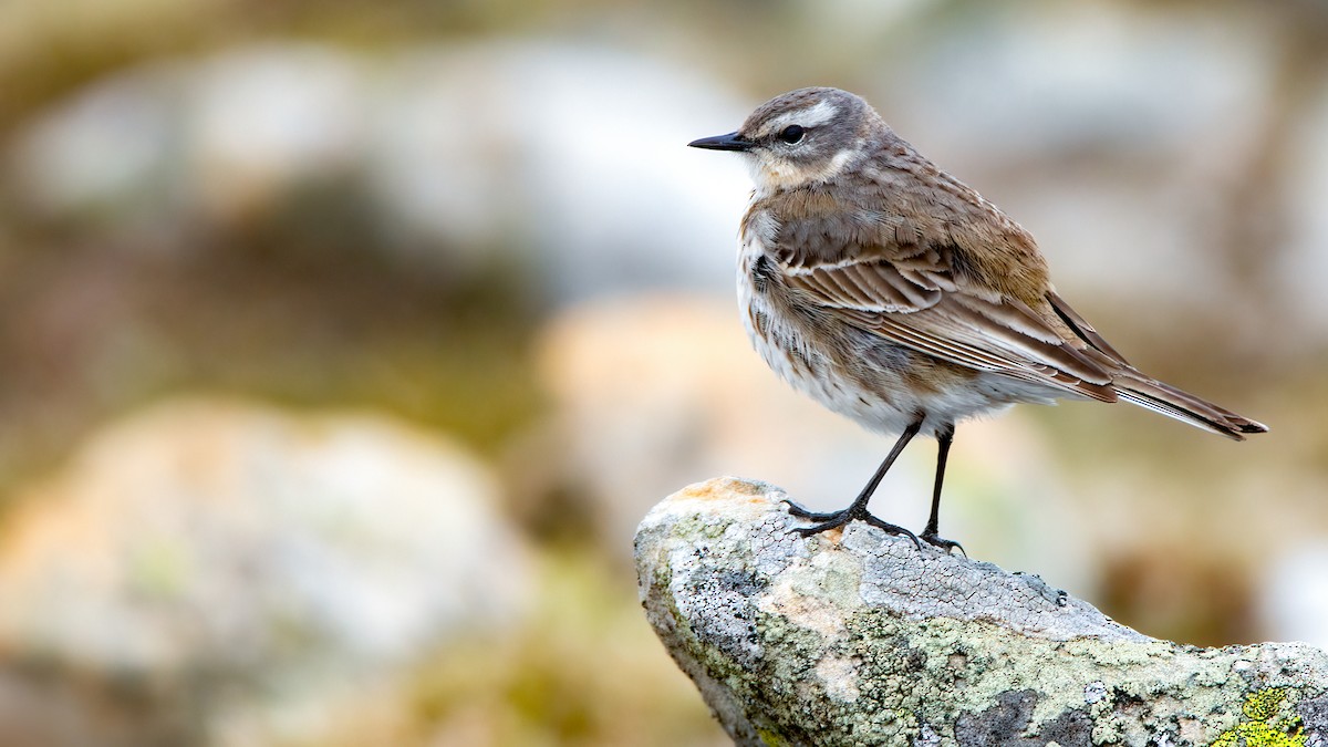 Water Pipit - ML450439741