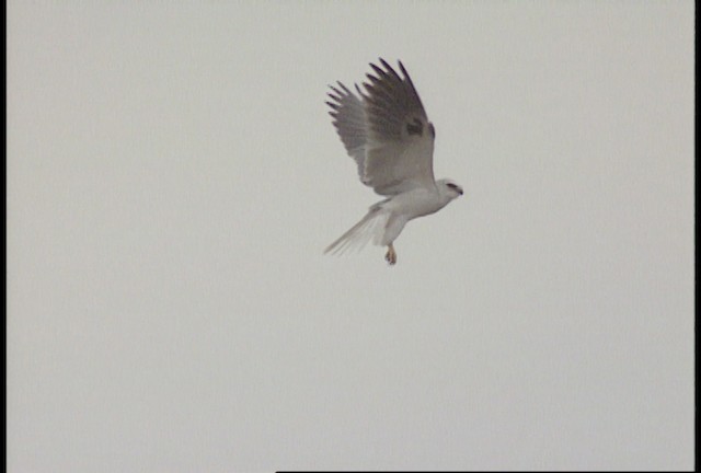 White-tailed Kite - ML450440