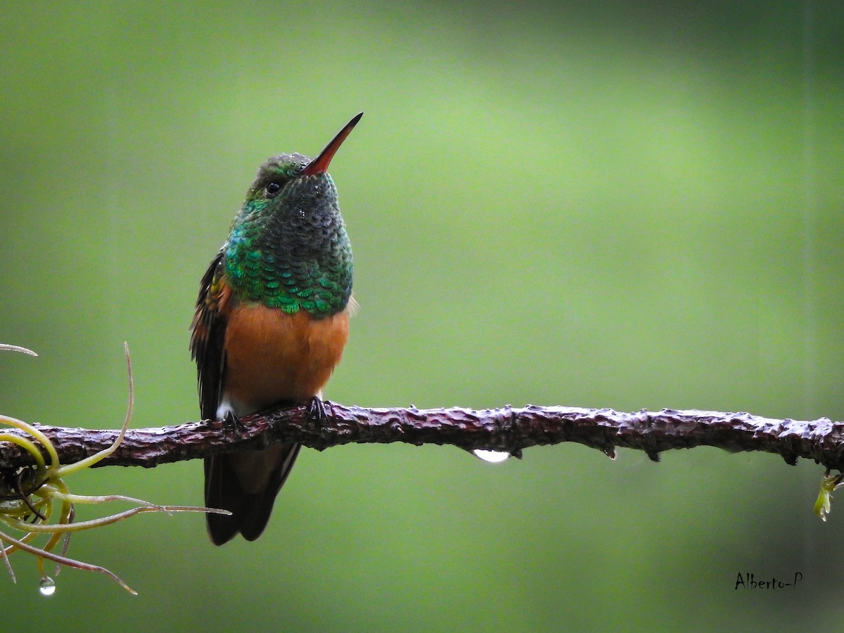 kolibřík kaštanovobřichý - ML450440241
