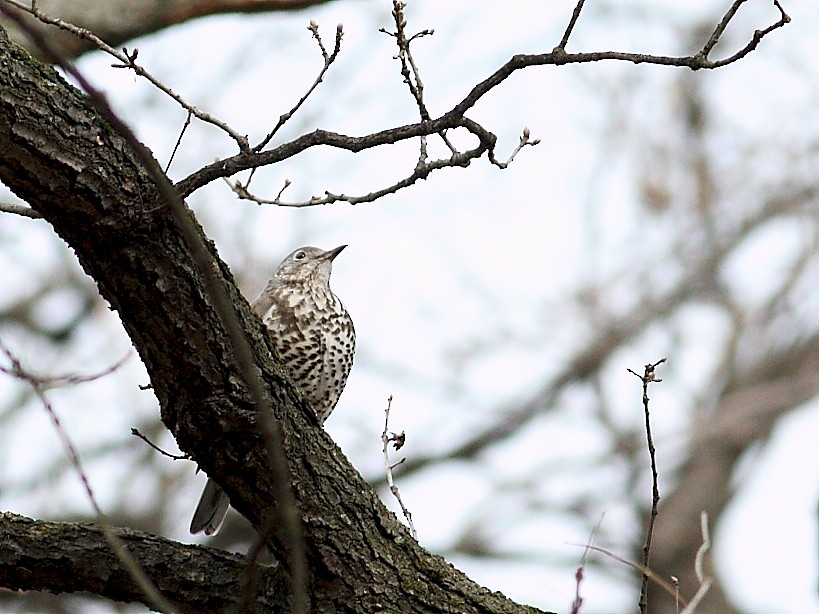 Mistle Thrush - Snežana Panjković