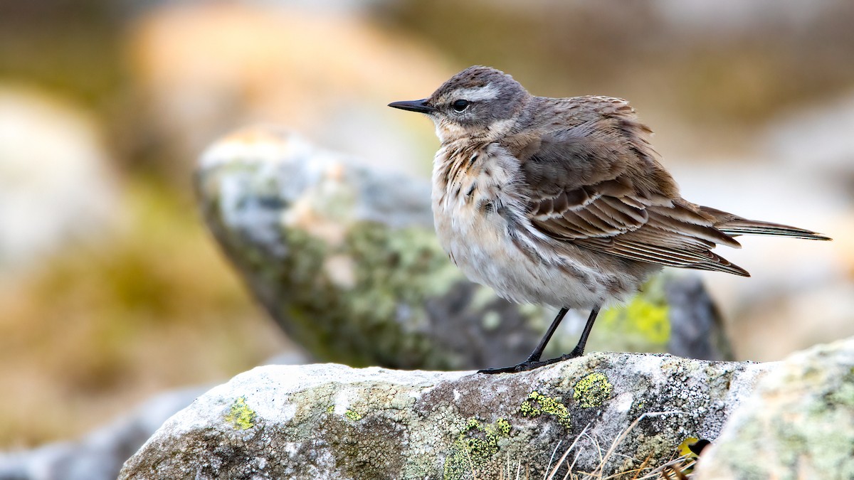 Water Pipit - ML450441701