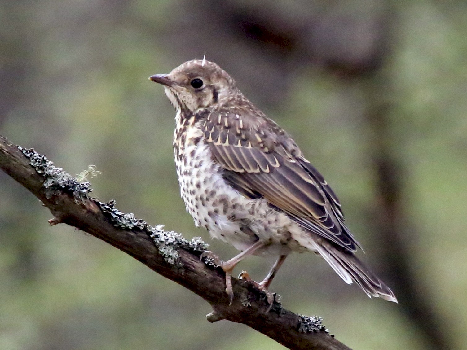 Mistle Thrush - eBird