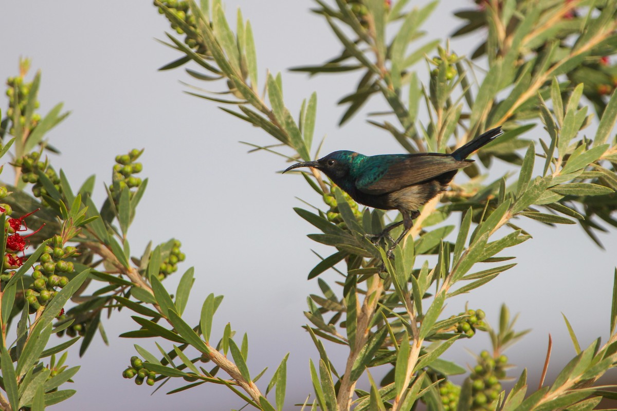 Palestine Sunbird (Palestine) - ML450441891