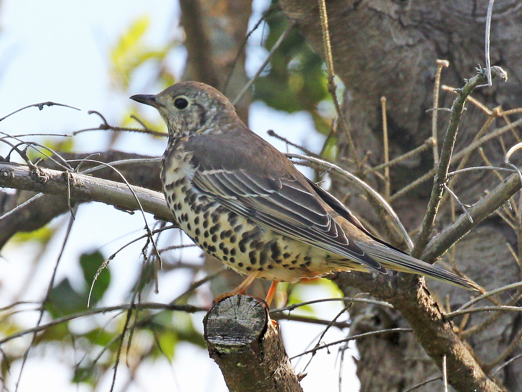 Mistle Thrush - Ryan Schain