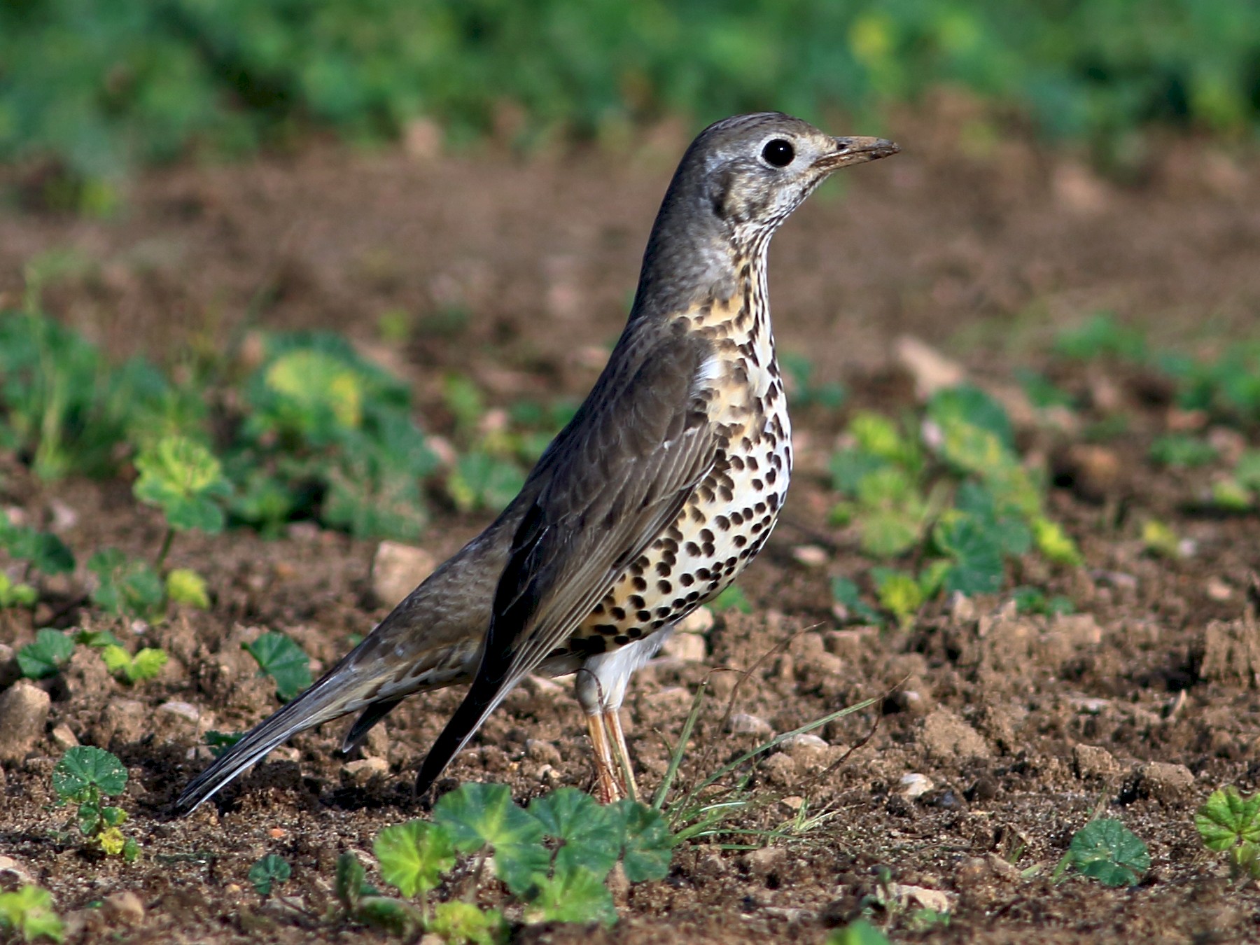 Mistle Thrush - eBird