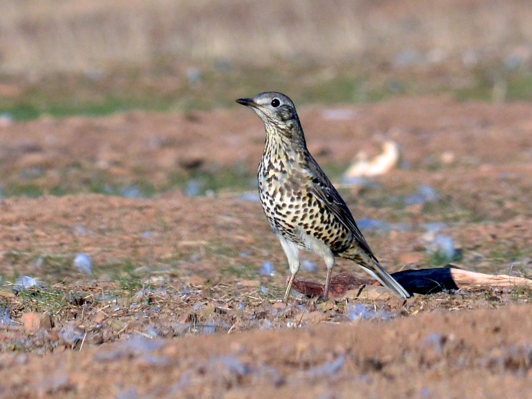 Mistle Thrush - José Frade