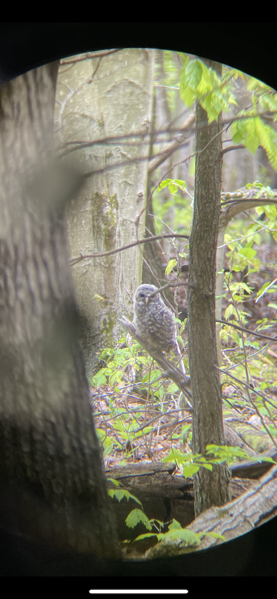 Barred Owl - ML450443161