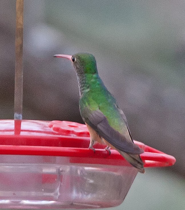 Buff-bellied Hummingbird - ML45044441