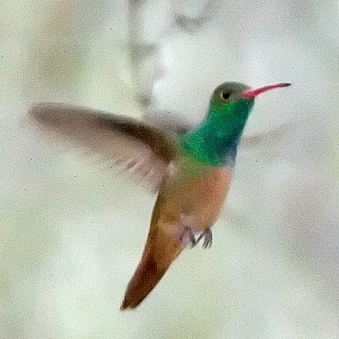 Buff-bellied Hummingbird - ML45044451