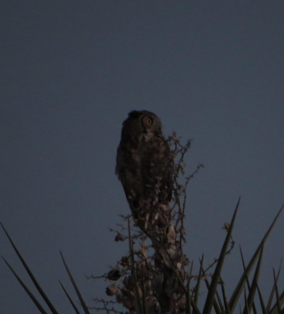 Great Horned Owl - ML450450101