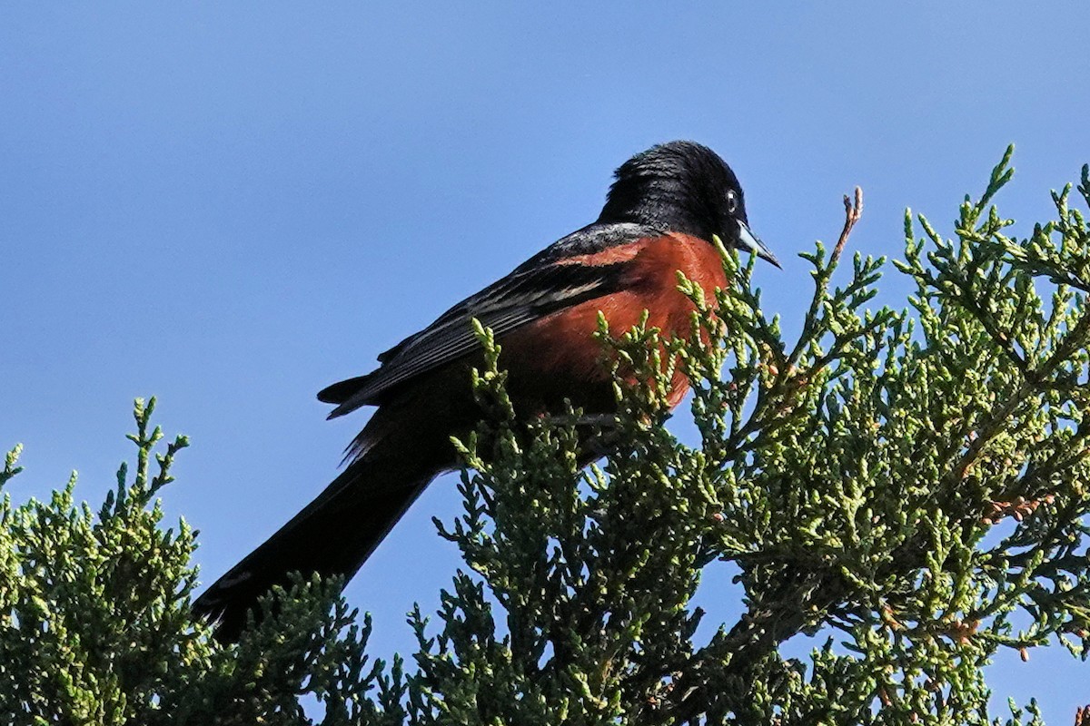 Orchard Oriole - ML450450841