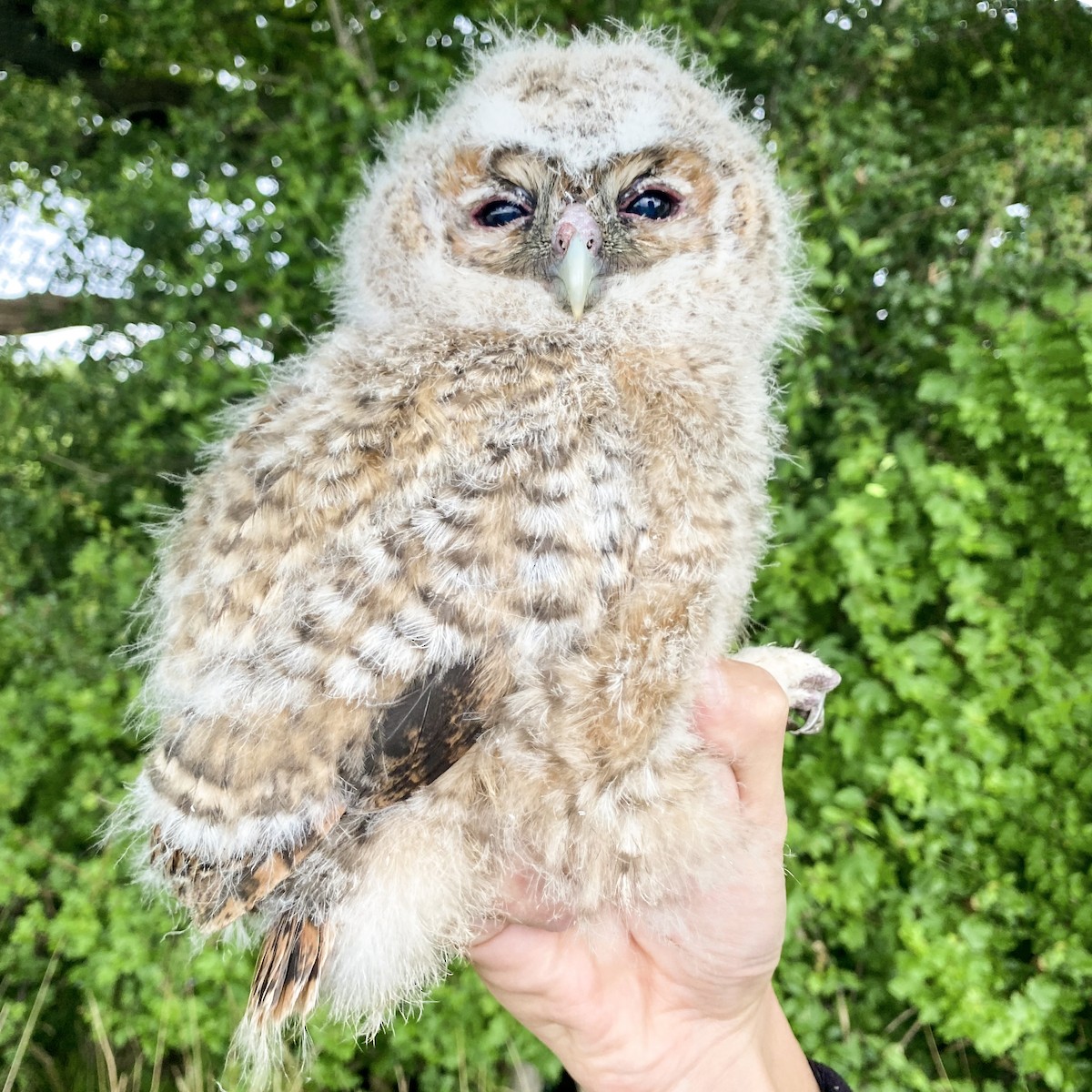 Tawny Owl - ML450451611