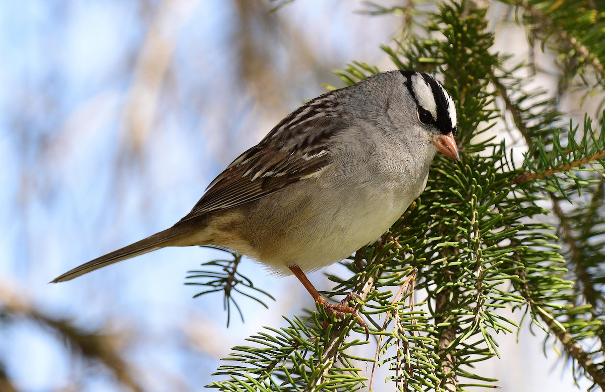 White-crowned Sparrow - ML450453651