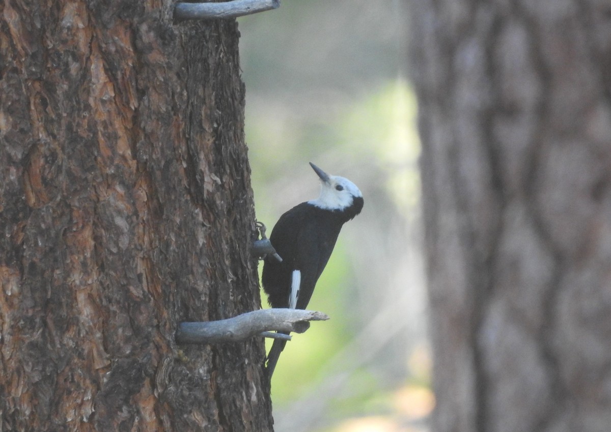 White-headed Woodpecker - ML450454151