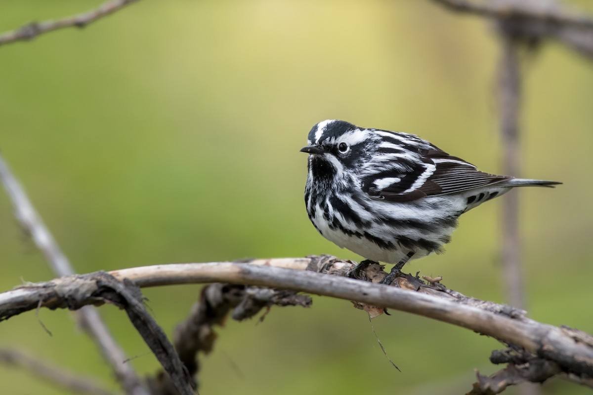 Black-and-white Warbler - ML450459241
