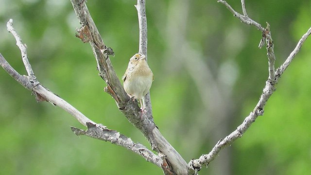Grasshopper Sparrow - ML450459591