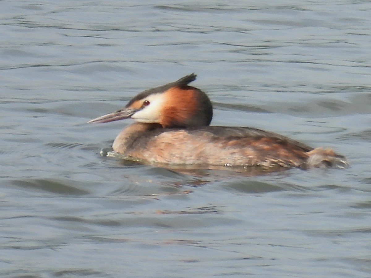 Great Crested Grebe - ML450461941