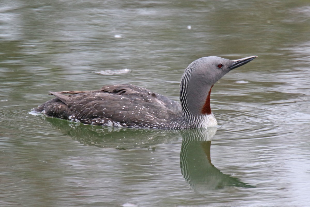 Red-throated Loon - ML450463581